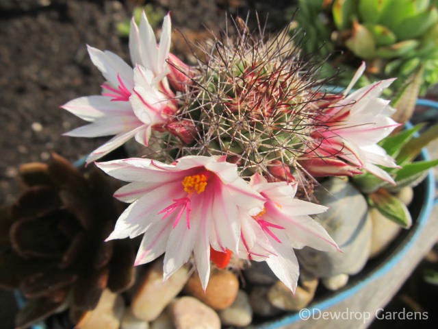 blooming succulents and cacti, flowers, gardening, succulents, Mammillaria fraileana