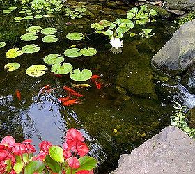 q why a pond, outdoor living, ponds water features, My pond stays this clear at all times using Aquascape Beneficial bacteria