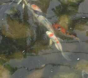 koi pictures, pets animals, ponds water features, Mixed collection of koi in their new home