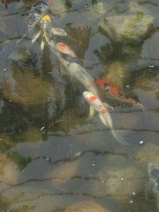 pond fish pictures, Mixed collection of koi in their new home