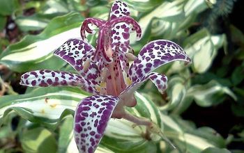 Blooming now- Toad Lily.
