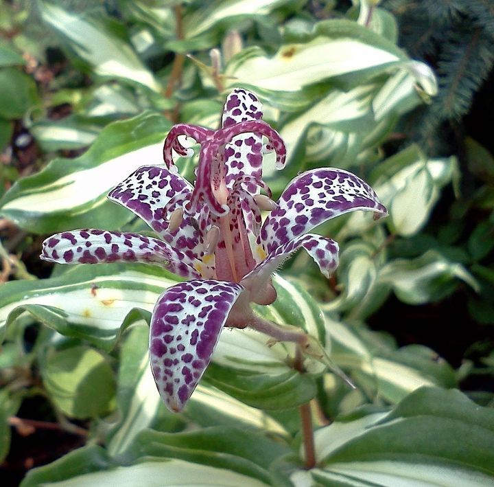 blooming now toad lily great plant for borders plant where it can be seen up close, gardening, Tricyrtis Imperial Banner Toad Lily