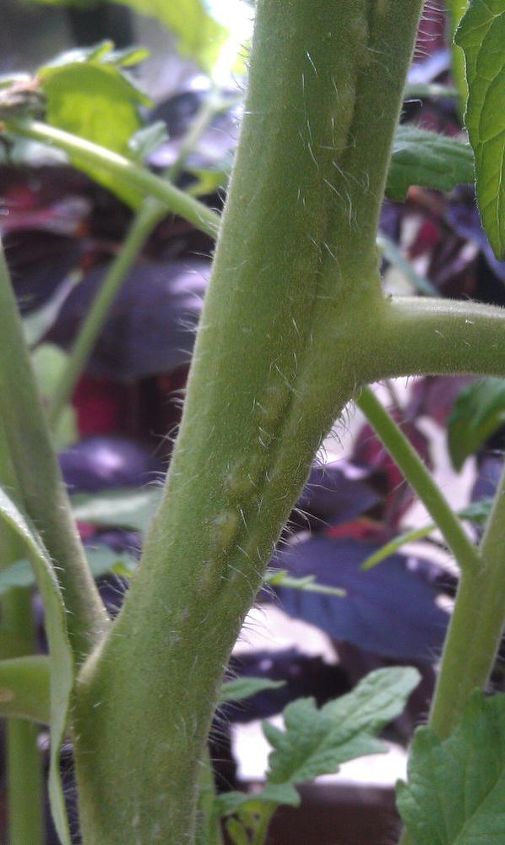 what are these bumps on my tomato plant, gardening, pest control, Cherokee Purple Heirloom Tomato