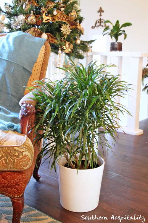 adding plants for the new year, gardening, home decor