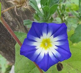 the colors of illinois october, flowers, gardening, perennials, Morning Glory 2 vine groundcover