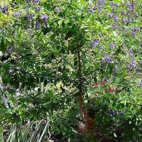 can you identify this plant, flowers, gardening, Central woody trunk about an inch in diameter About four feet tall