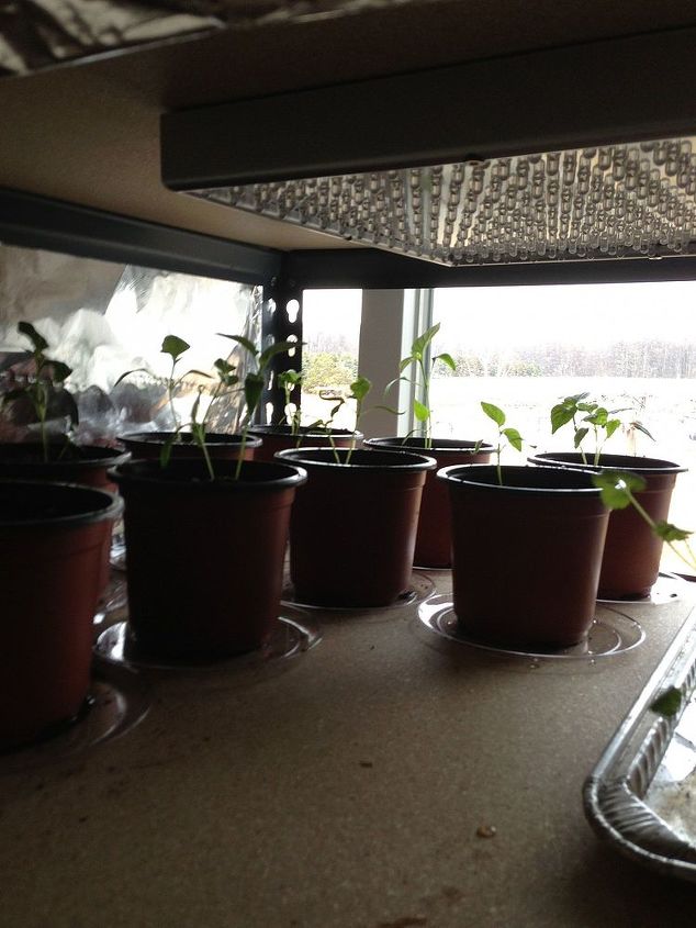 tomatoes and sweet peppers transplanted, gardening, Pepppers after transplanting not a good picture they are on the grow shelf