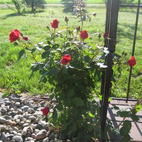 minnesota grown, gardening, landscape, Rambling Red Rose