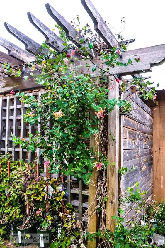 falling for a garden gone wild with amazing reclaimed features, flowers, gardening, outdoor living, repurposing upcycling, Fall flowers managed to peek through this wonderful reclaimed wood trellis Thank you Mountain Border Floral in Hope BC Canada for the lovely tour I ll be back