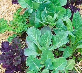 patchwork garden method, gardening, Brassica bed everything is about timing as kale and broccoli are harvested cabbage will have room to fill out
