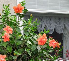 hibiscus plant how tall do they grow, flowers, gardening, hibiscus