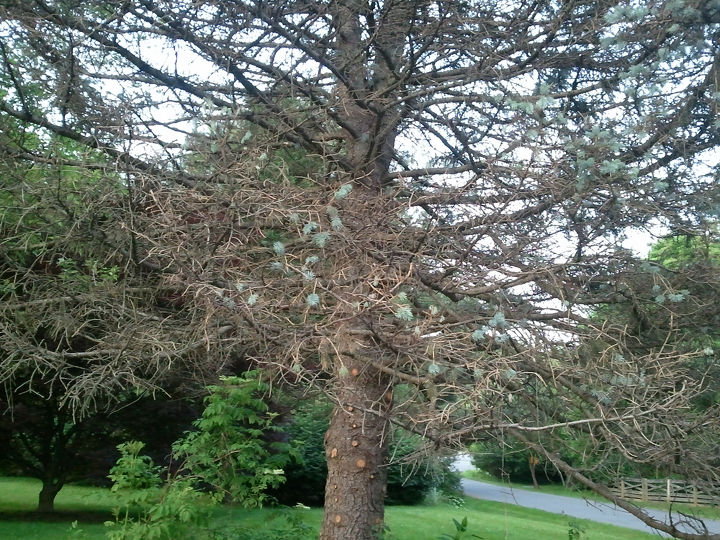 does anyone know what s wrong with this tree, gardening