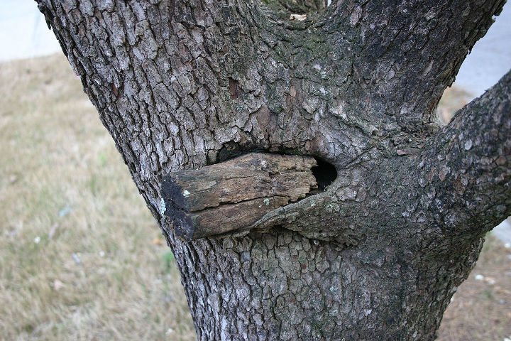some gardeners are nervous about pruning their trees in summer but this isn t a big, gardening, a rotten stub leads to trunk rot