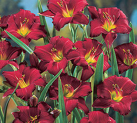 how to grow better daylilies, flowers, gardening