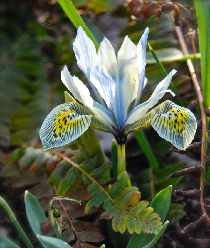 color for the weekend in our garden, gardening, Iris reticulata Katherine Hodgkin