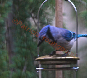 rain or shine bird feeders to perch or not may be the question, container gardening, gardening, outdoor living, pets animals, urban living, A youngster bluejay checks out WBUSS Feeder View Two Referred to as Photo Thirteen in post