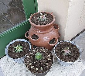 my sempervivum garden in decorated pots, gardening, repurposing upcycling, The whole arrangement
