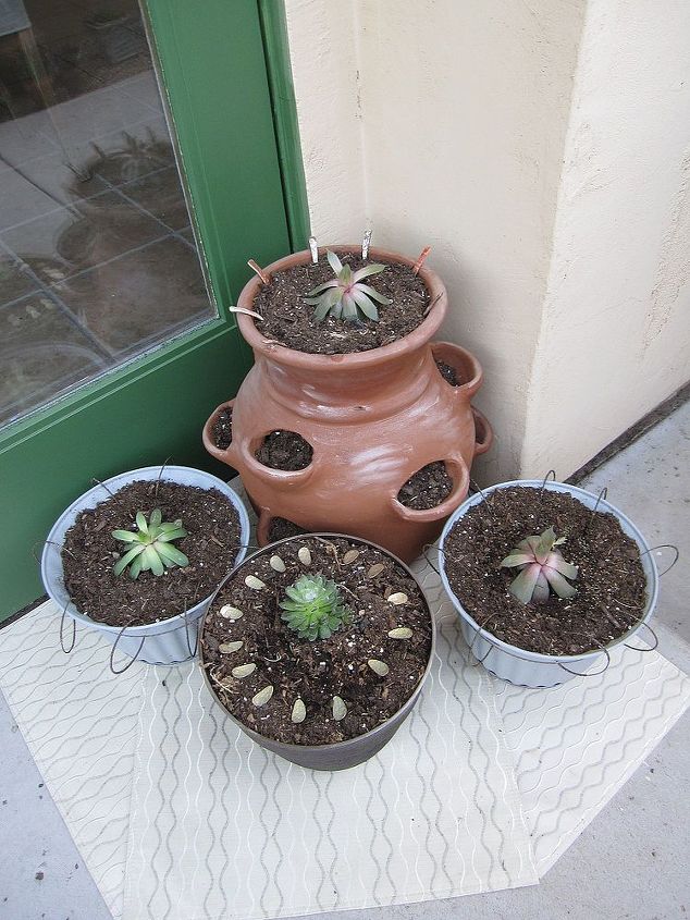 meu jardim de sempervivum em vasos decorados, todo o arranjo