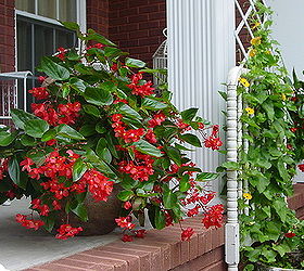my dragon wing begonias are really showing out, gardening, Love Love Love Dragon Wing Begonias My black eyed susan vine is beginning to bloom and climb These plants get morning sun until around 11 00 AM
