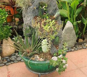 my new hobby collecting different kinds of succulent plants, flowers, gardening, home decor, succulents, my miniature garden using coral stone