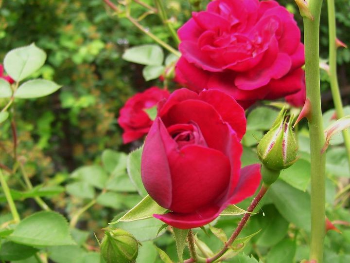 my roses, gardening, ame rose bush
