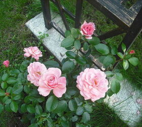 sharing my roses and flowers with garden 3, flowers, gardening, hibiscus, Pink Peace filling out more