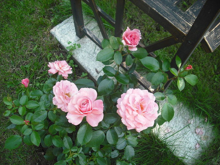 compartilhando minhas rosas e flores com o jardim 3, Rosa Paz enchendo mais