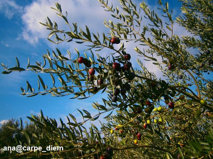 olives harvest time, gardening, We are tending not to pick them up while they are all green we are waiting for most of them to mature