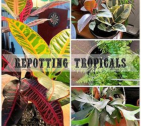 how to re pot your houseplants, gardening, Croton Rubber Plant Boston Fern Staghorn Fern