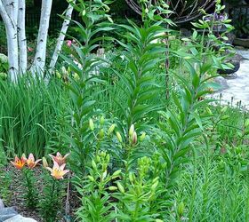 tips on growing beautiful lilies, gardening, ponds water features, Lilies vary in height These range from just a few inches high to over six feet
