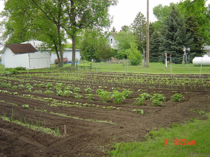 this is my garden here in nd it is 50ft wide and about 60 ft long, gardening, Cucumbers inside fence peas on outside then corn beans onions potatoes