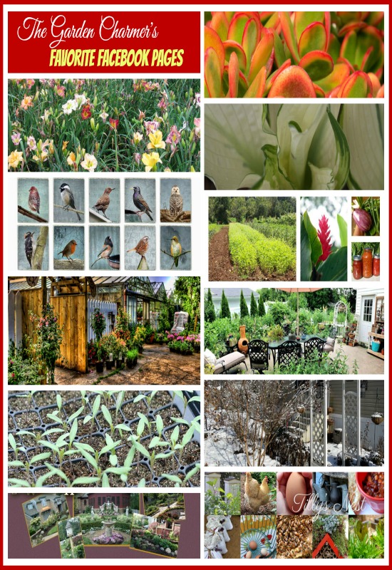the garden charmers share their favorite facebook gardening pages, flowers, gardening, succulents, The Garden Charmers love facebook gardening pages