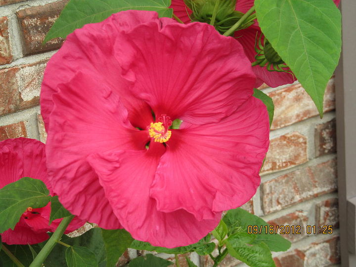 sept pictures, flowers, gardening, hibiscus, Pink Hibiscus perennial