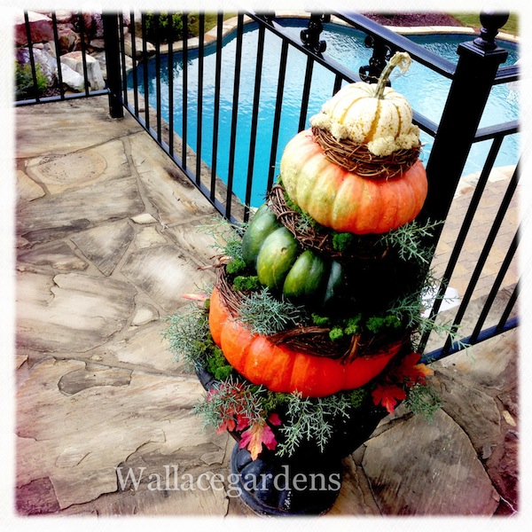 pumpkins on porches pumpkinideas gardenchat, container gardening, gardening, seasonal holiday d cor, How cute is this My inspiration for pumpkin topiaries comes from the very talented garden designer Helen Weis of Unique by Design Landscaping Containers in Oklahoma Thanks Helen PumpkinIdeas