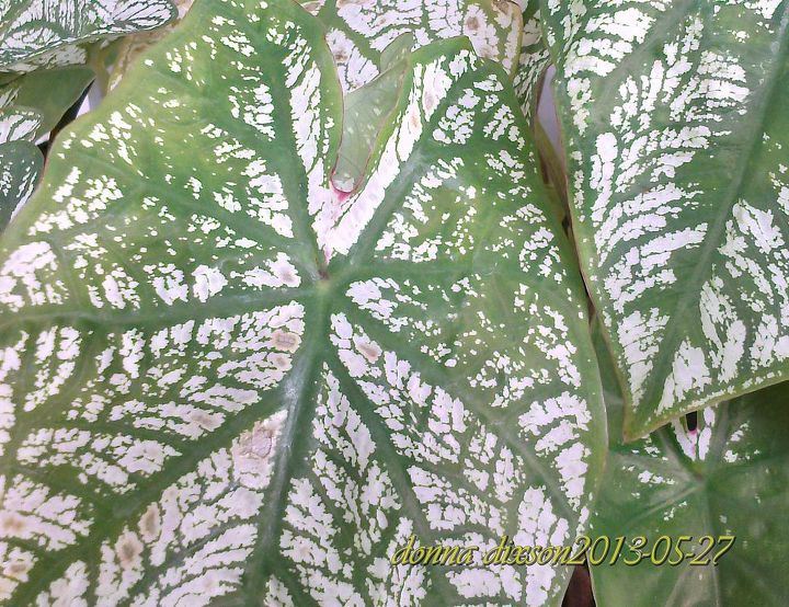 love me leaf me or we don need no stinkin blooms, flowers, gardening, hydrangea