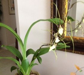 my unusual orchid, gardening, landscape