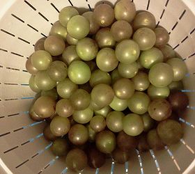 muscadine harvest is in, gardening, they have such a good sweet flavor