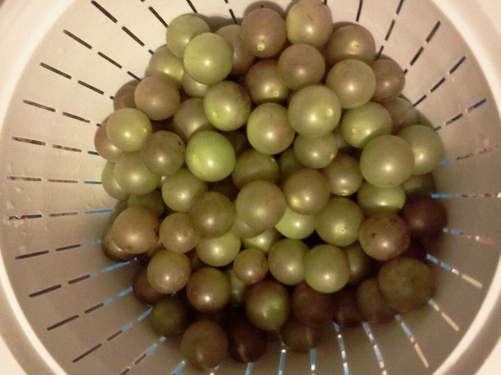 muscadine harvest is in, gardening, they have such a good sweet flavor