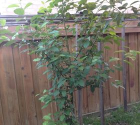 what is the name of the tree, gardening