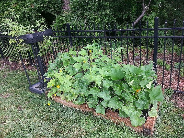 cukes what is this on my cukes, gardening, May June 11Aug DOESN T look like this ANYMORE