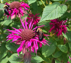 favorite bee pollinator plants for summer gardenchat, flowers, gardening, Bee Balm Monarda annual or perennial