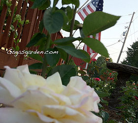 fourth of july rosas que hablan de amrica, Rosa de la Paz y La Bandera