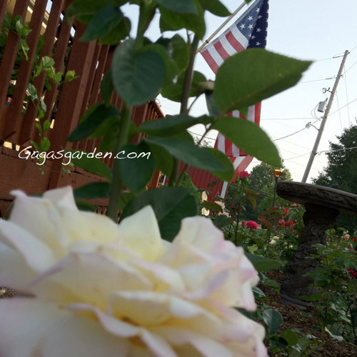quatro de julho 39 rosas que falam da amrica, Rosa da Paz e a Bandeira