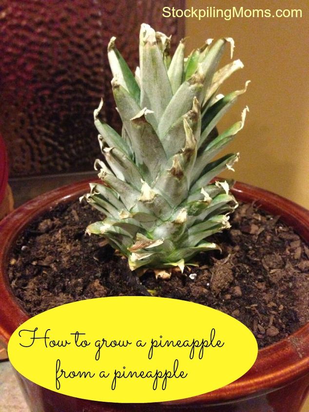 regrowing a pineapple from a pineapple, gardening, How to grow a pineapple from a pineapple