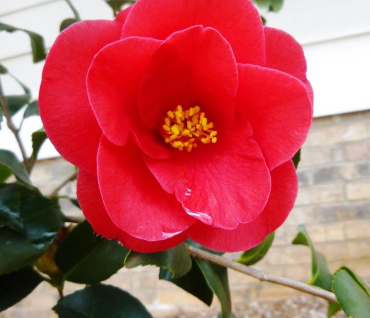 photo update, curb appeal, flowers, gardening, Camelia Japonica Greensboro Red