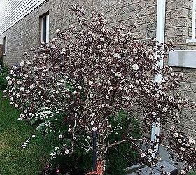 my gardens, flowers, gardening, hibiscus, this is my dwarf purple nine bark tree has red and white flowers on it