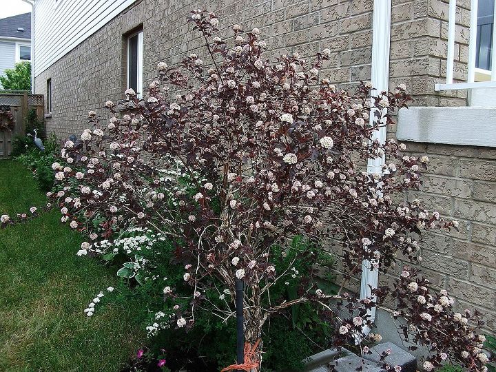 my gardens, flowers, gardening, hibiscus, this is my dwarf purple nine bark tree has red and white flowers on it
