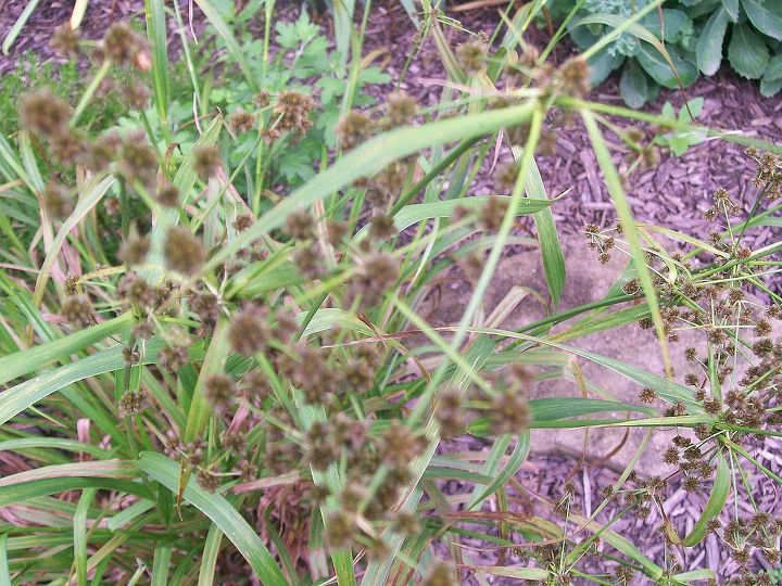 what is this weed or a keeper, flowers, gardening