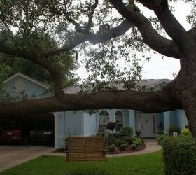 new pictures, gardening, landscape, outdoor living, Great tree climbing live oak in Leesburg Florida