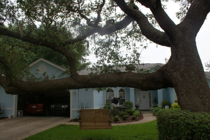 new pictures, gardening, landscape, outdoor living, Great tree climbing live oak in Leesburg Florida